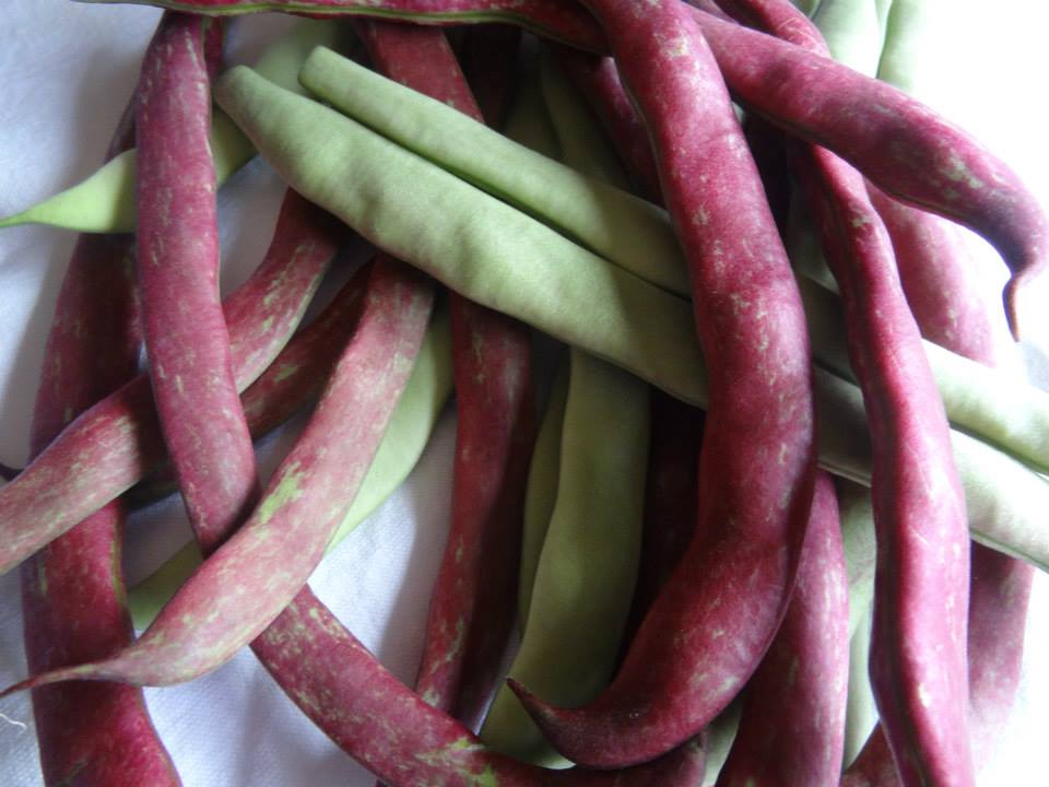 Portuguese green beans